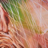 ende der trockenzeit | 100 x 80cm | 2012 (verkauft)